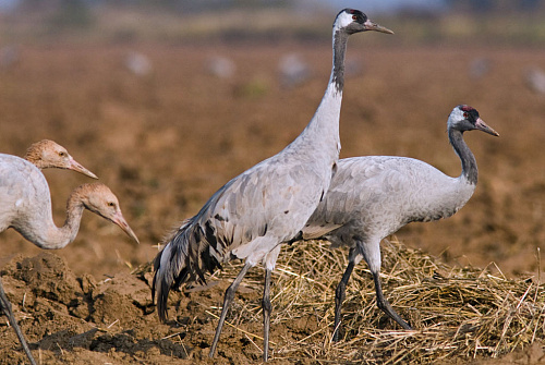 ����� �������