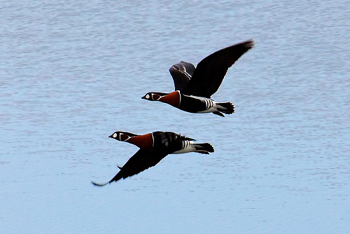 ����������� �������