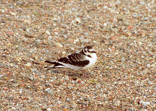 ����� �����