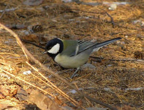 ���������� ������