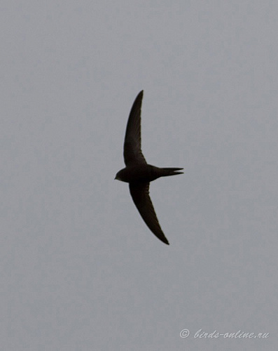 ������ �����