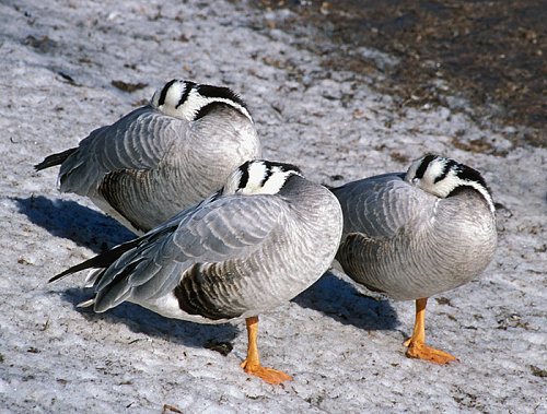 ������ ����