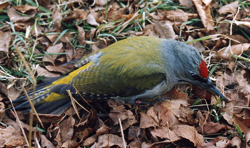 ����� �����