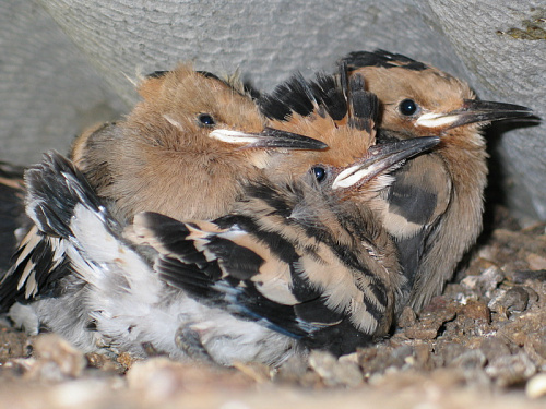 ������ �����