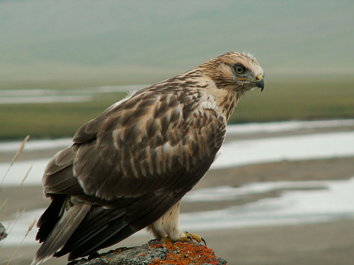 ������ ��������