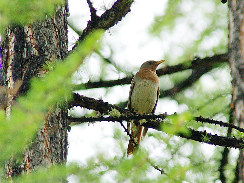 ����������� �����. 