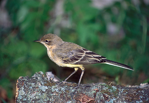 ������ ����������