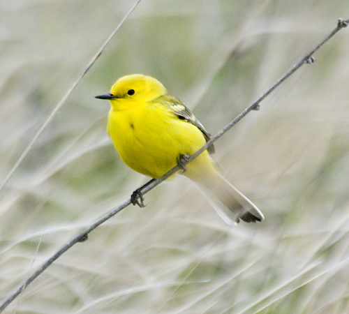 ���������� ����������