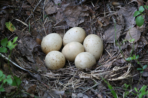 ������ �������