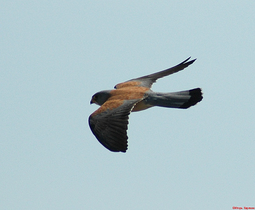 ������� ��������� � �����