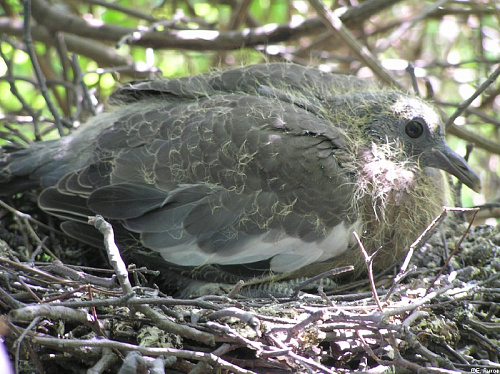 ������ ������