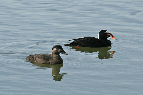 ����������� ������