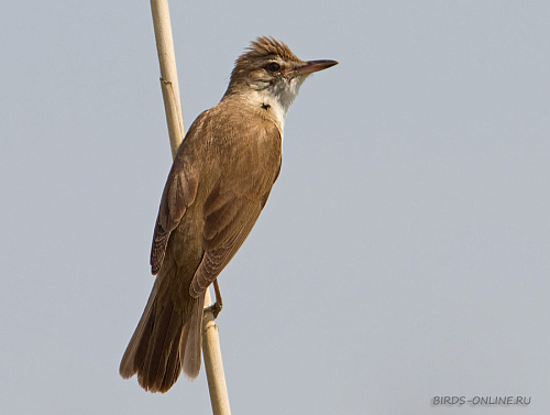 ������������ ���������