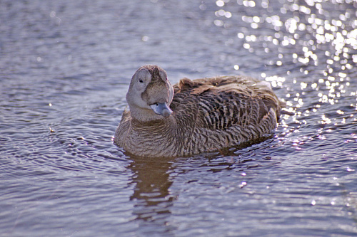 ������� ����