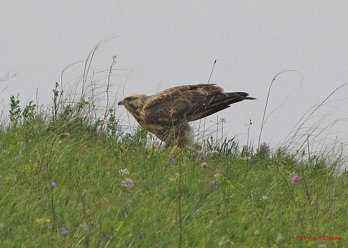 ���������� ���������