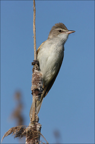 ������������ ���������