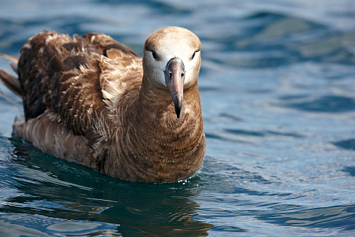 ���������� ���������