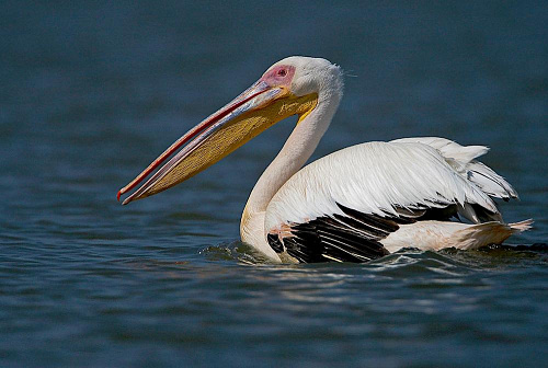 ������� �������