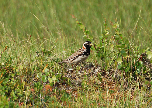 ���������� ����������