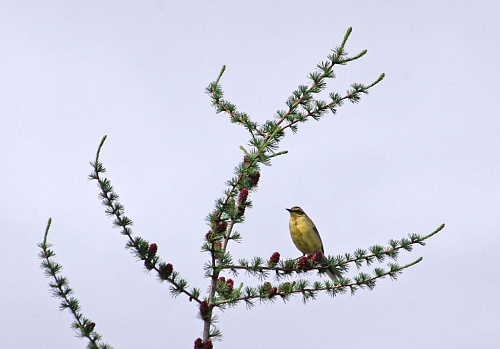 ������������ ����� ����������