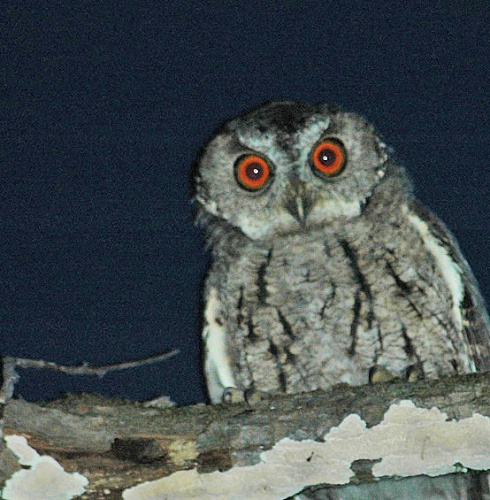 ����������� �����