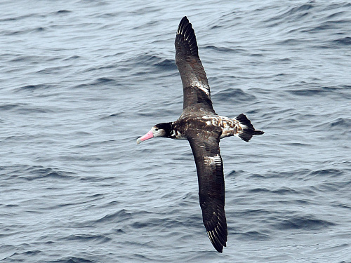 ����������� ���������