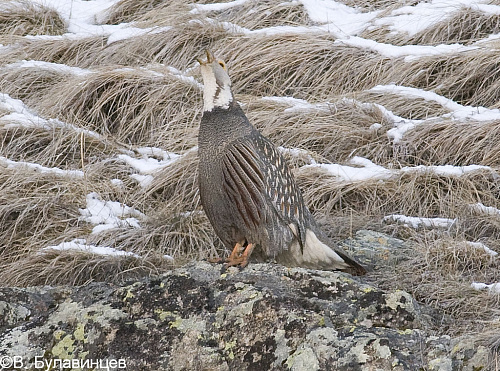 ���������� ����