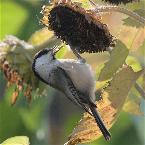 ������ � ���������