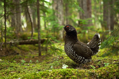 �������� �����  ������