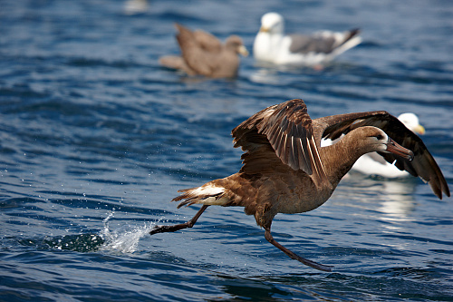 ���������� ���������