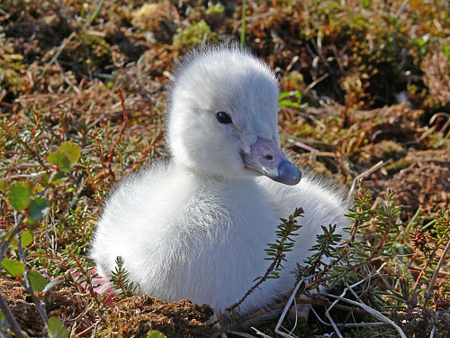 ������ ������ ������