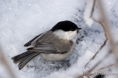 ����������� ������, ������