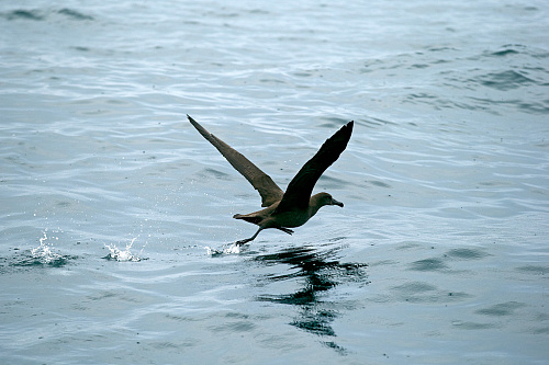 ���������� ���������