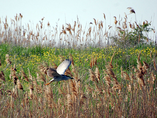 ������ �����