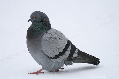 Сизый голубь