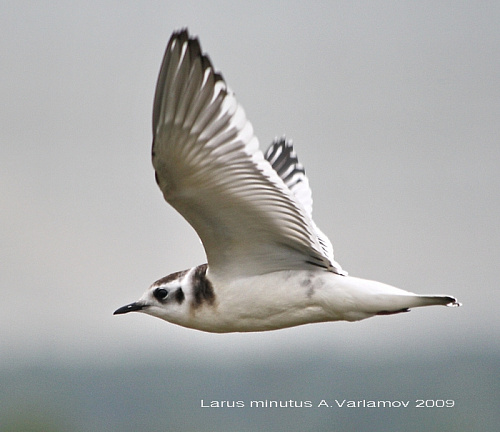 ����� �����