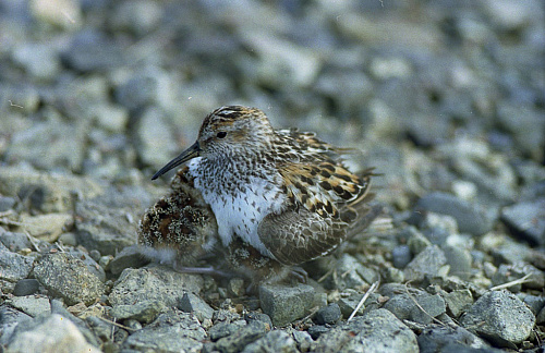 ���������������� ��������