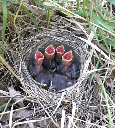 ������ �������