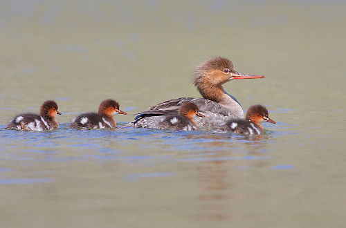 ����������� �������