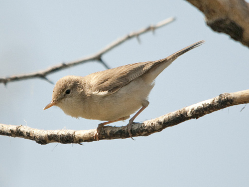 ����� ����������