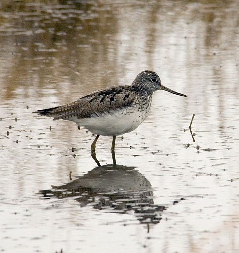 ������� ����