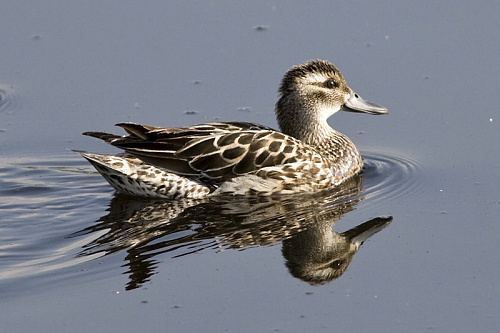 �����-���������