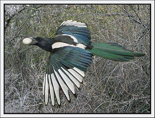 ������ - �������