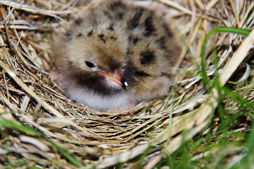 ���������� ������