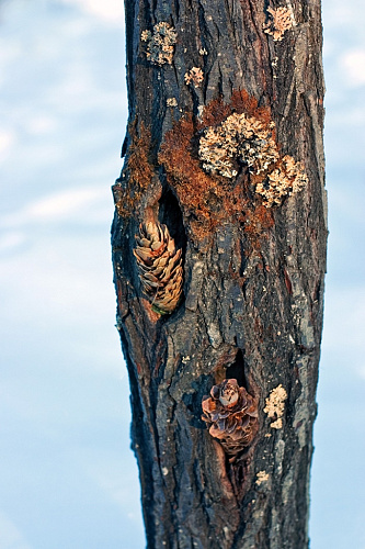 ������� ����� 