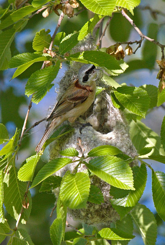 ��������� �����