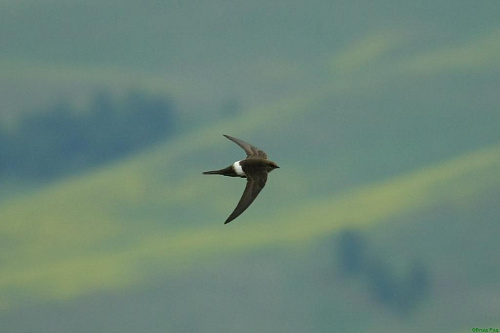 ����������� �����