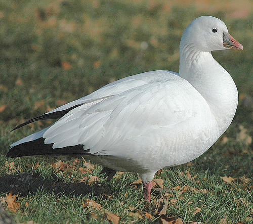 ���� �����