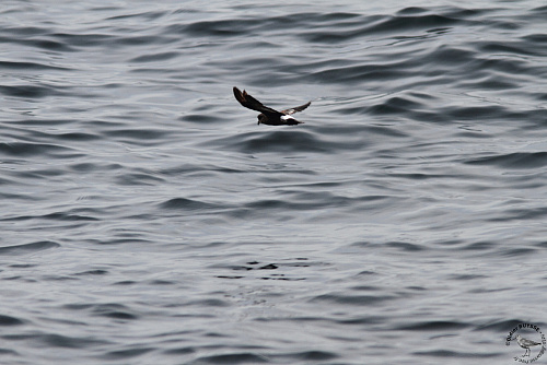 ������������ �������