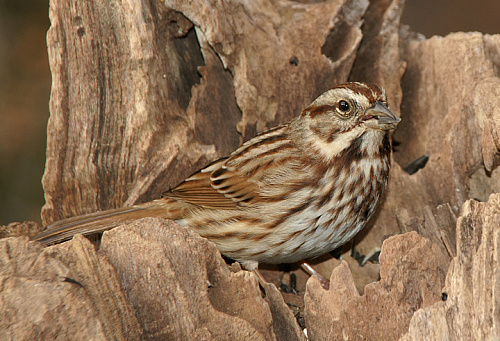 ������������ ������ �������